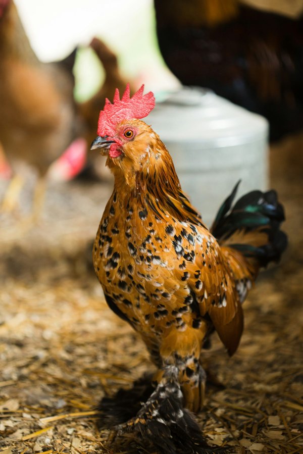 Interflora avis : découvrez la qualité des bouquets livrés